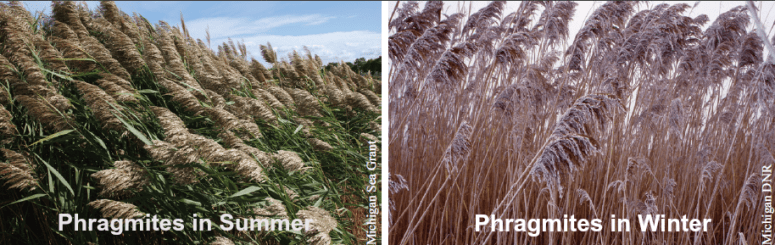 PhragmitesText