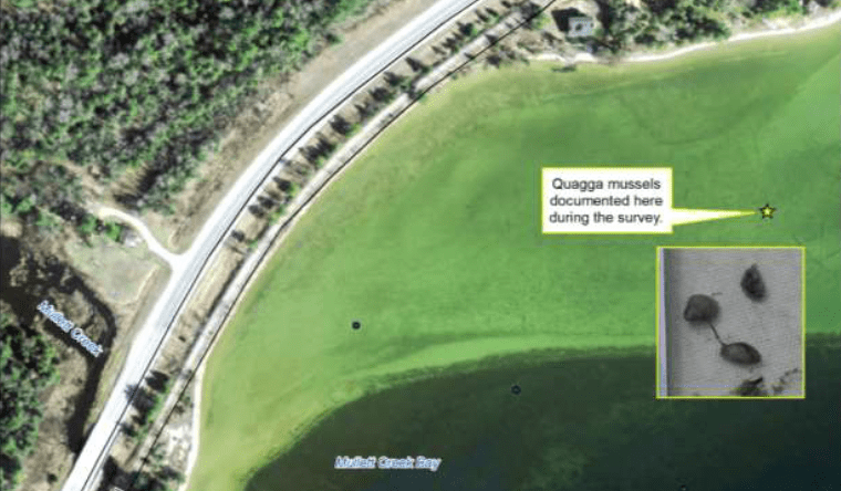 QuaggaMusselsMCreekBay