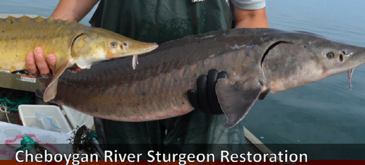 SturgeoRestoration