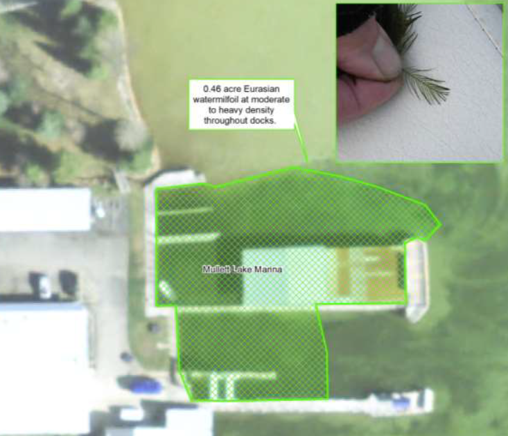 WatermilfoilMarina