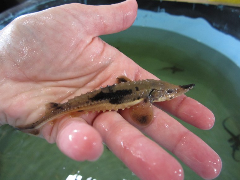 Baby Sturgeon