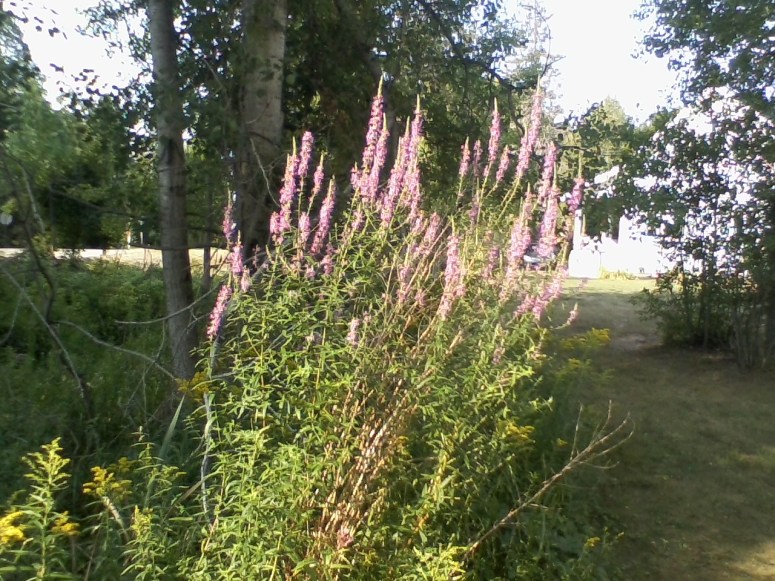 Loosestrife