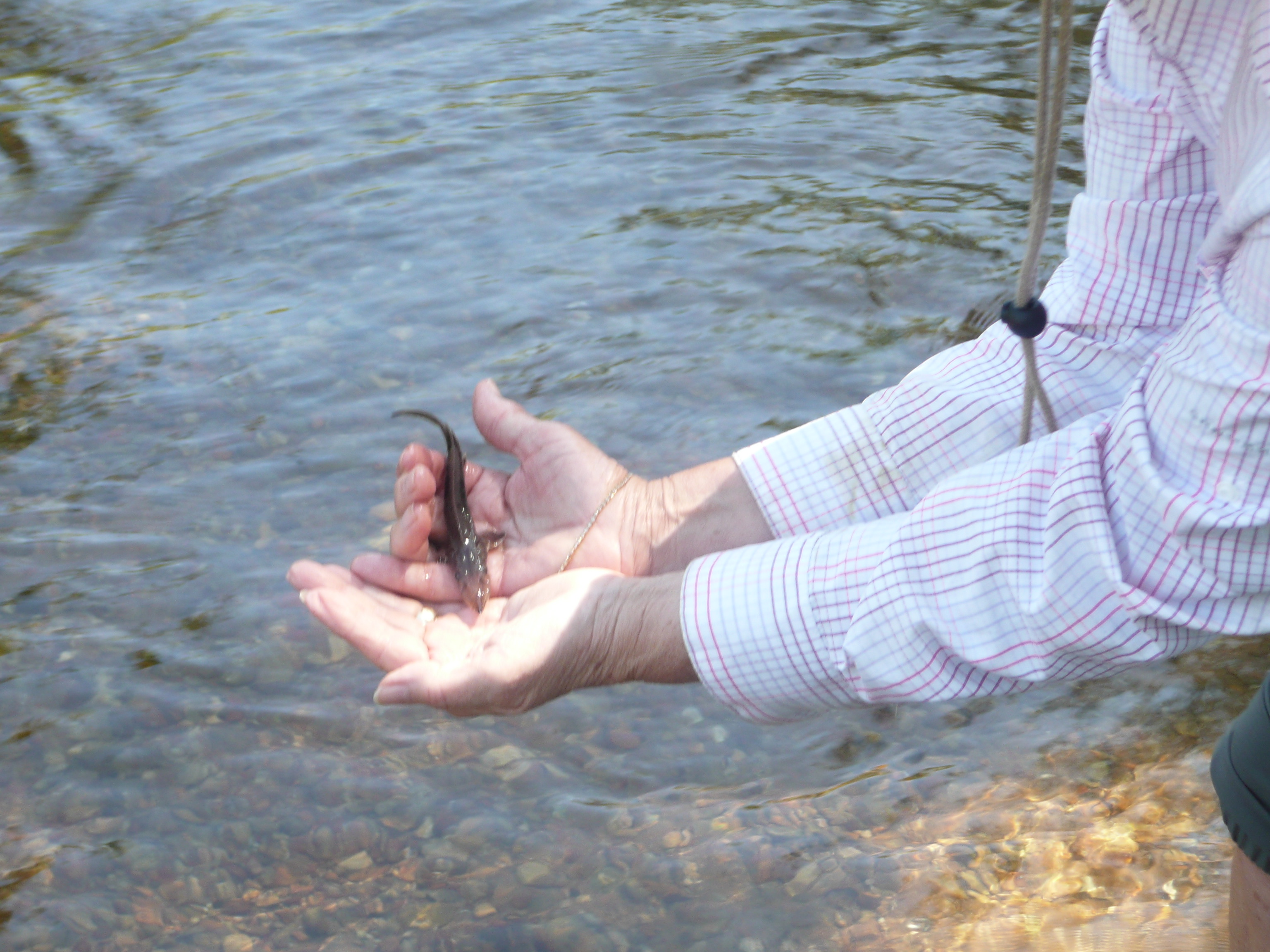 Sturgeon River release 1.jpg