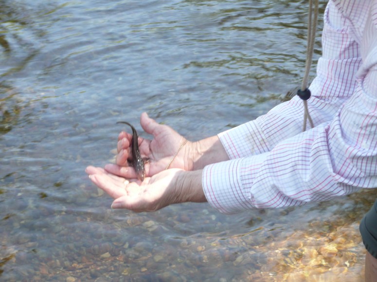Sturgeon River release 1.jpg